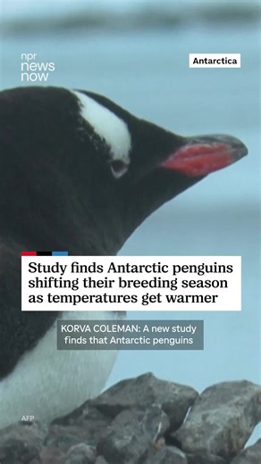 Antarctic Penguins Shift Breeding Season Due to Warming