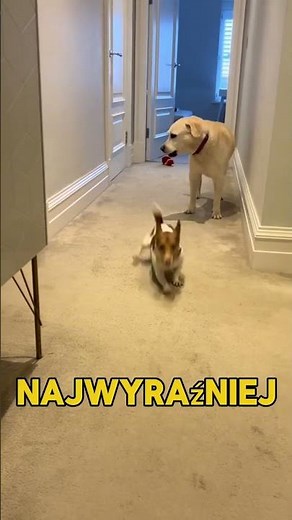 Jack Russell Terrier is pure fun😂🐶
