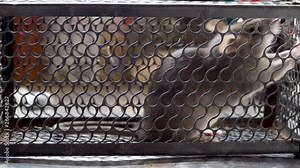 Grey rat in humane trap with paw on wire, alert and frightened