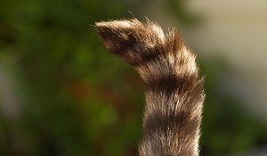 KOČIČÍ DISCIPLÍNA: Jak odnaučit kočku značkovat v domácnosti - HolidayCat.cz