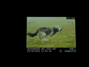 AF tracking Nikon D500