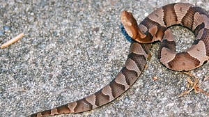 It’s ‘baby copperhead season’ in NC. Here’s what to know about the juvenile snakes
