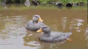 Magellanic steamer ducks (Tachyeres pteneres) at Lundi Farm, Germany. https://www.harteman.nl/pages/tachyerespteneres | Harteman Wildfowl Aviaries