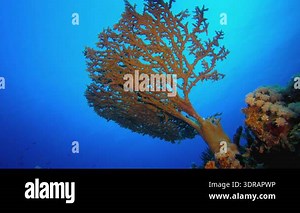 Coral reef and tropical Fish.