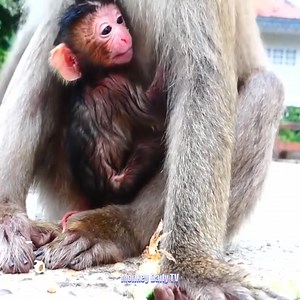 Congratulation Mom Give A Birth Newborn Hybrid Baby Monkey Successful With So Long Cord Not Yet Remove | Monkey Daily TV