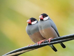 Java sparrow - Alchetron, The Free Social Encyclopedia