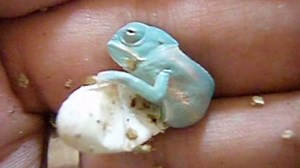 Watch A Baby Chameleon Hatch From Its Egg And Take Its First Steps