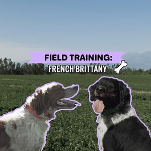 6.6K views · 170 reactions | Training A French Brittany Out In The Field! | Dogumentary TV | Facebook