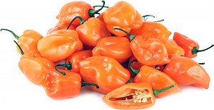 Habanero - Alchetron, The Free Social Encyclopedia