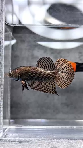 Alien Copper Wild Betta Fish #bettafish #tropicflowaquatic #wildbetta #wildbettafish #bettafishshop