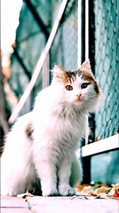 Those beautiful green eyes! The prettiest cat ever 🐱🥺 #Shorts #viral #trending #comedy