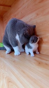 No puedes con este contraste tan adorable! 😍 En este video vemos a un majestuoso gato British Shorthair gris y blanco, con cara de "yo mando aquí" y mirada intensa, sentado como todo un jefe. A su lado, su versión mini (un cachorrito idéntico pero en tamaño bolsillo) lo observa con ojazos azules llenos de curiosidad y admiración. ¡Es como ver al papá y al bebé juntos! 🐈🐾 Mira los detalles más tiernos: 🔹 El gato grande con expresión seria y postura regia, puro señor felino 👑 🔹 El gatito peq