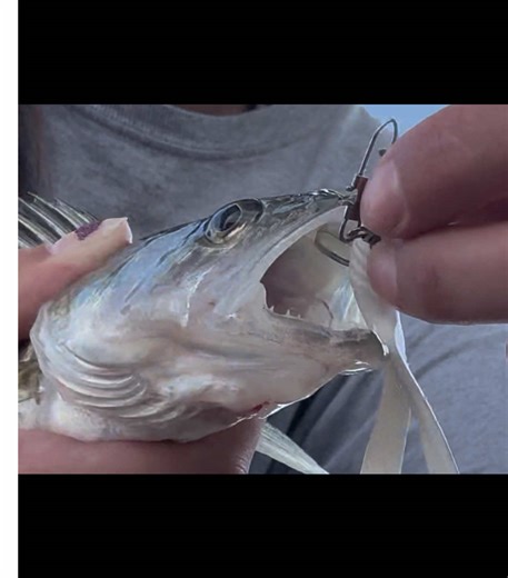 Tiny Walleye Fishing Adventure in NSR