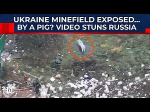 Ukraine War's Strangest Twist: A Pig Spots Live Mine Before Russian Troops Step On It | Watch Video