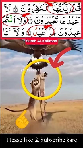 مشهد مؤثر وتلاوة عطرة لسورة الكافرون 🕋 #قرآن_كريم #تلاوات #راحة_نفسية