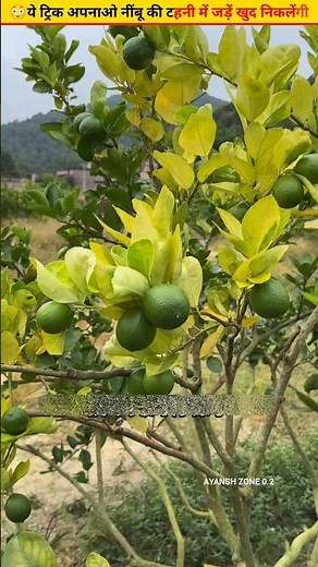 😳Lemon plant ready in 12 days Easy home made trick #gardening #shorts #plants