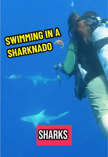 If you thought “Sharknado” was just a movie, think again! Our friends @Christinawildwilson and Ray Tiller of @FintasticFilms dive into the deep with these predators in this brand new episode on the Coyote Peterson Channel (🔗 in bio). Watch now as they try to learn more about these creatures and avoid making the worst @Brave Wilderness bite episode yet… 🦈 #coyotepeterson #bravewilderness #shark