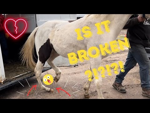Can we fix a horse's broken leg?