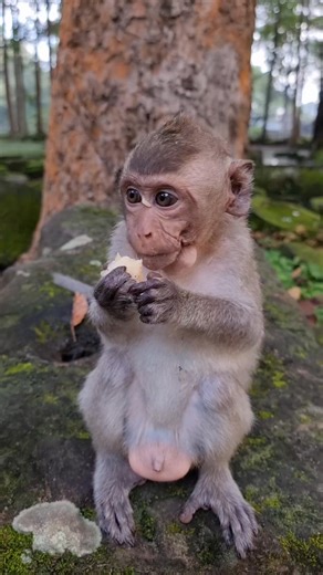 1.9K views · 28 reactions | Cute little Emory #reelsfb #leo #wildlife #animals #rainbow #libby #monkey #cuteanimals #luno | KH review | Facebook
