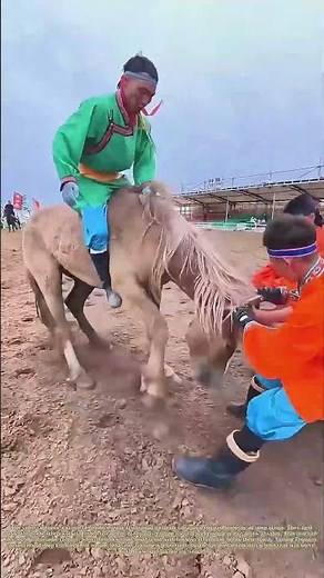 Taming the Wild: How Herders Turn a Feral Horse Into a Companion