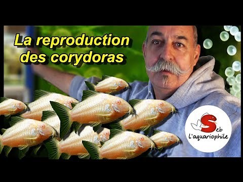 La reproduction des corydoras . Nouveau portrait d'aquariophile ! ✔