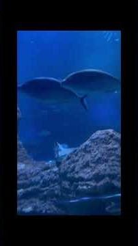The aquarium of Western Australia. Where is shark?