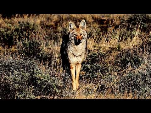 AMAZING DAYTIME COYOTE HUNTING | 6MM ARC & 6.5 CREEDMOOR SUPPRESSED | SPRING 2026 VOL 1