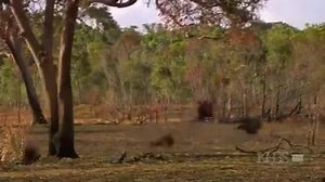 29K views · 427 reactions | Documentary on palm cockatoo..... The Palm Cockatoo ( Probosciger arterrimus arterrimus ). The single member of this genus is easily recognised by its large size 70cm to 80cm, its grey black plumage, large beak and its large red naked cheek patches. P. a. stenolophus is the smaller and P. a. goliath is the larger. Palm cockatoos are expensive and rare.... | MZ BIRDS FARM | Facebook