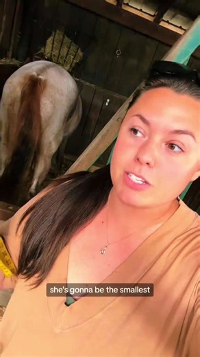 Pregnant Mare Belly Check: See How Much They've Grown!