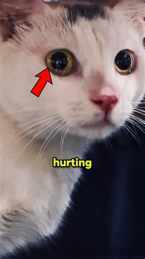 5 Ways You're Hurting Your Cat Without Knowing.