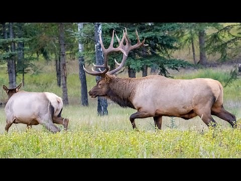 Biggest Elk Bull All Fired Up During the Elk Rut - Lots of Bugles