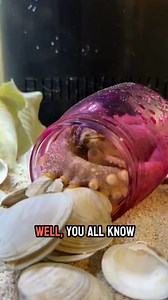 Saying goodbye to Marty, my octopus buddy. 🐙 He's in his final phase, not into playing anymore. Gotta hand-feed him now. 😢 #RIP #OctopusFriend #octopus #pets #octopus #melovin #art #foodporn #seafood #octopusart #food #ocean #fish #octopustattoo #foodie #sea #pulpo #squid #love #sealife #instafood #melovinators #tentacles #drawing #tattoo #artist #polpo #octopuslove #handmade #undertheladder | JB Today