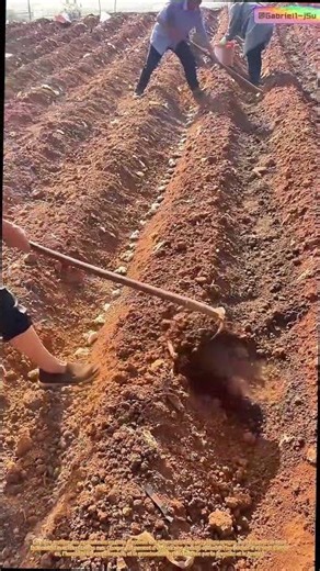 Du talon à la terre : planter des tubercules avec la précision du poids du corps