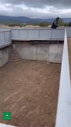 2M views · 10K reactions | ¡EL PELIGRO ESTÁ LATENTE! La bravura del toro de lidia está presente en todo y ante todo De miedo ¿No? #ToroEcologia #Tauromaquia #CampoBravo #ToroBravo #ToroDeLidia #CDMXTaurina | ToroEcología | Facebook