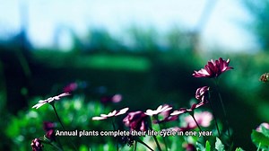 What Is An Annual Plant?