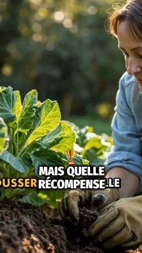 Ces choux vont sauver ton hiver ! #MonJardinDurable#FamilleDesChoux#ChouKale#ChouVert#ChouRouge#bio