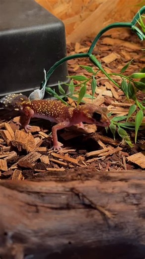 🦎✨ Meet the Underwoodisaurus milli – also known as the Australian thick-tailed gecko! With its chubby tail, big eyes, and stunning patterns, this is truly one of the most unique reptiles out there. 🌙 Did you know? 👉 They are nocturnal and most active at night. 👉 Their tail stores fat, just like a camel’s hump. 👉 They can even make a soft “meowing” sound to communicate! Follow for more fascinating reptile content, care tips, and unique shots of this amazing gecko! 🦎📸 #UnderwoodisaurusMilli