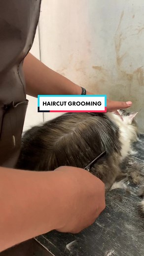 Proses Grooming Kucing: Grooming dan Mandi untuk Kucing di Jogja