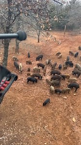 374K views · 1.8K reactions | Something fell off a tree and hit that hog at the end of the video 若 #fyp #hoghunting | Hunting Videos | Facebook