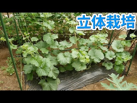 初めての家庭菜園でメロンの立体栽培【メロン_2022年_part_02】