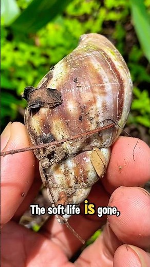 COLD CHAMBER: The Shell's Final, Grinding Transformation! #Ecology #Microcosm #Decay