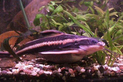 Striped Raphael Catfish 101: Care, Diet, Tank Size, Tank Mates & More