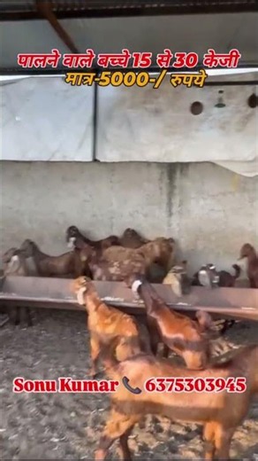 ₹5000/-unit कटिंग के बढ़िया बकरे@How to start goat/farming @India's largest goat/farming #low #bakra