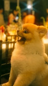 Who said the party’s over? The fun’s only just begun — dancing, laughing, and celebrating like there’s no tomorrow! 🎉💃 And let’s not forget their VIP guest on the dance floor 🐶 Here’s to a night full of good vibes and unforgettable moments. 🥂✨ #afterparty #contentcreator #treehousestory | Treehouse Story