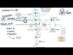 Complement System Alternative pathway