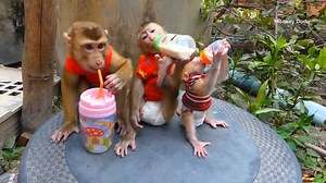 7.8K views · 182 reactions | Milk Is A Special Tread For Three Little | Monkey Dodo | Facebook
