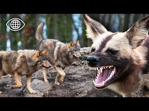 Wild Dogs and Wolves: How to Save These Predators ⎮ Wildlife Documentary ⎮ BSF