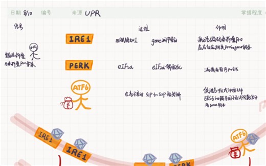 自用复盘：内质网应激中UPR的三条途径