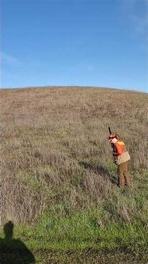 Our pointer Stella locks on to a chukar! #pointer #birddog #hunting #hunters #shorts #newshorts