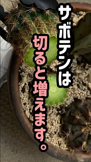 サボテンは、切ると増えます。胴切りで仕立て直す方法 #ガーデニング #サボテン #胴切り